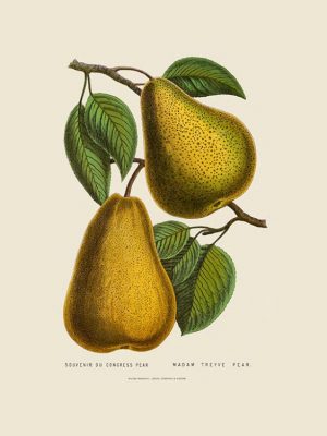 Fruit-Pears-Fr9 - Framed Vintage Artwork from Interior Elements, Eagle WI