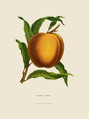 Fruit-Salway-Peach-Fr11 - Framed Vintage Artwork from Interior Elements, Eagle WI