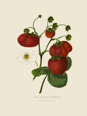 Fruit-Strawberry-Fr12 - Framed Vintage Artwork from Interior Elements, Eagle WI