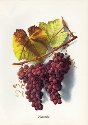 Grapes-Catawba-FRG2 - Framed Vintage Artwork from Interior Elements, Eagle WI
