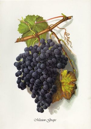 Grapes-Mission-Grape-FRG5 - Framed Vintage Artwork from Interior Elements, Eagle WI