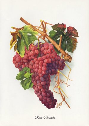 Grapes-Rose-Chasselus-FRG6 - Framed Vintage Artwork from Interior Elements, Eagle WI