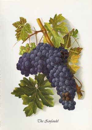 Grapes-The-Zinfandel-FRG9 - Framed Vintage Artwork from Interior Elements, Eagle WI