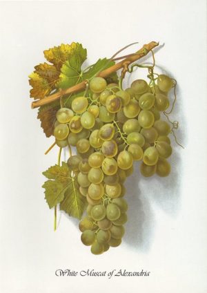 Grapes-White-Muscat-of-Alexandria-FRG10 - Framed Vintage Artwork from Interior Elements, Eagle WI