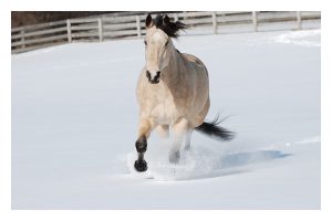 Horse-in-Snow-Photo-CL7 - Framed Photography / Artwork from Interior Elements, Eagle WI