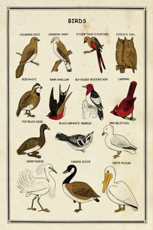 School Chart Birds