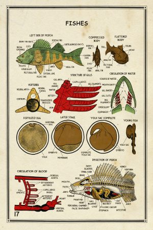 School Chart Fishes