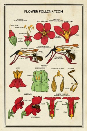 School Chart Flower Pollination