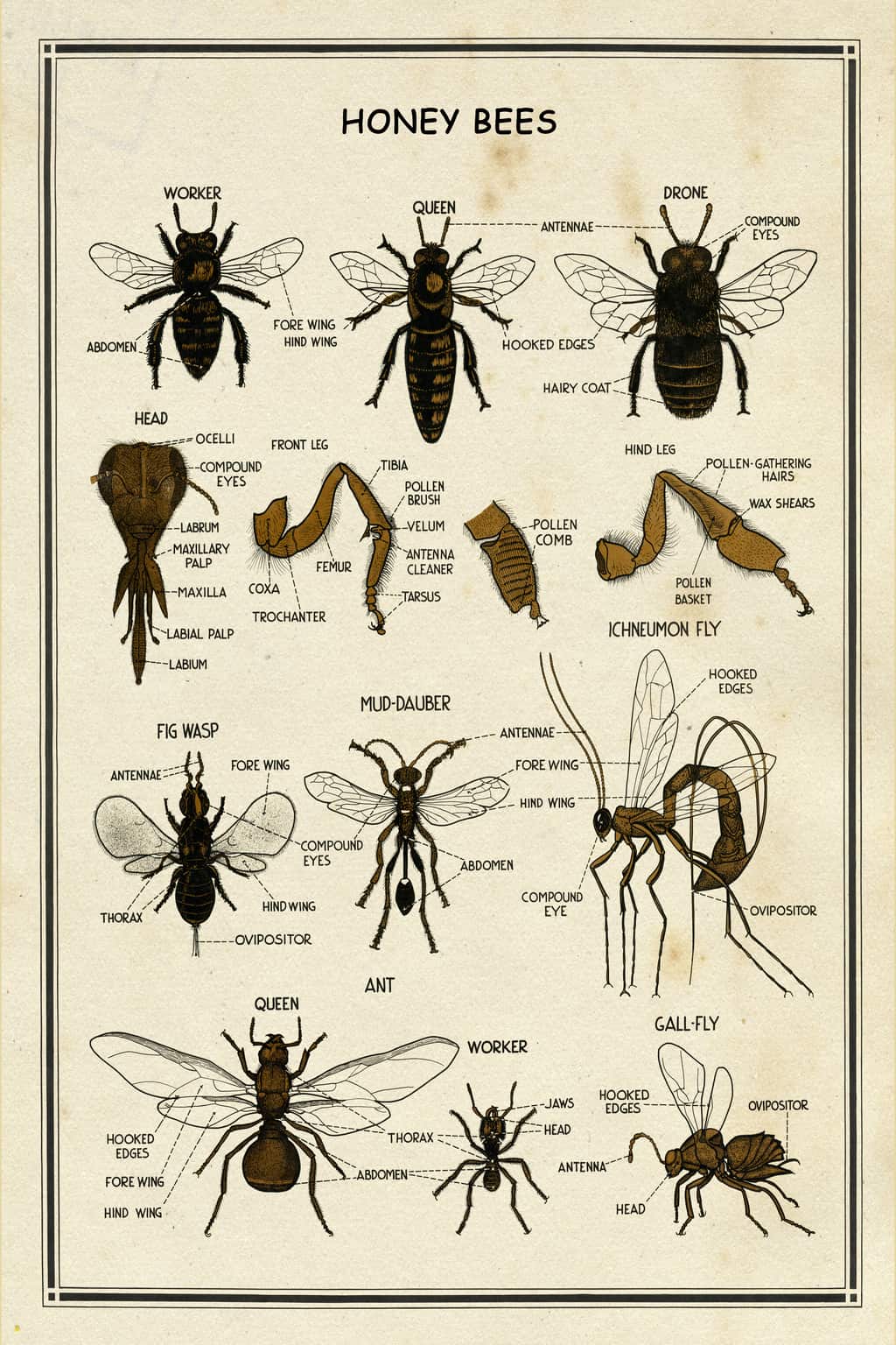 Bee Chart