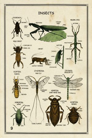 School Chart Insects