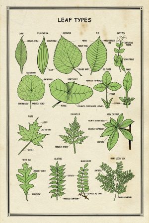 School Chart Leaf Types