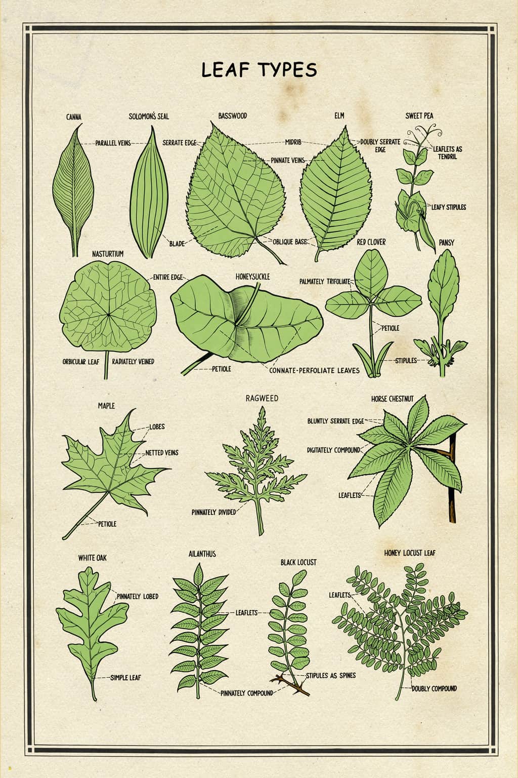 Steam leaf diagrams фото 103