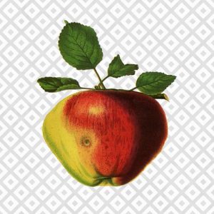 Modern Fruit-apple