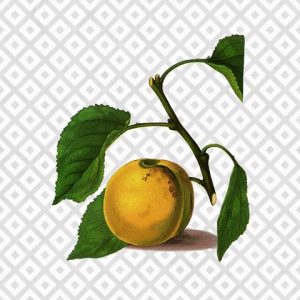 Modern Fruit-apricot