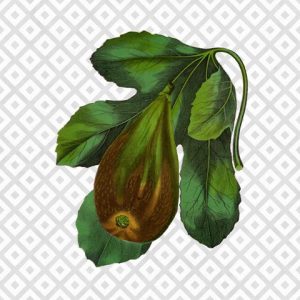 Modern fruit-fig