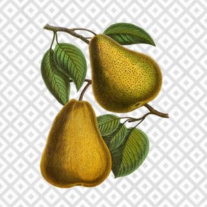 Modern Fruit-pear
