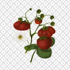 Modern Fruit-Strawberry