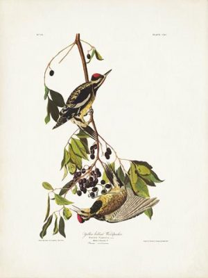 Audubon Yellow Bellied Woodpecker