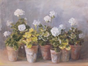 white geraniums in pots