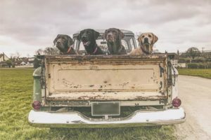 Labradors in Truck