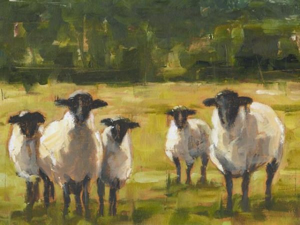 Field of Sheep