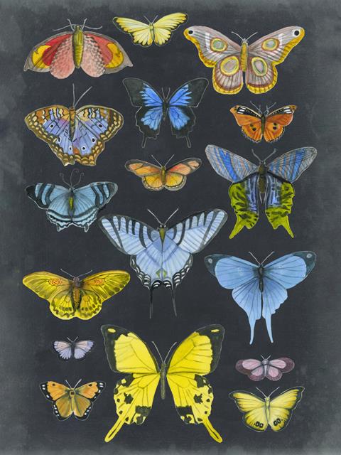 Butterfly Group I