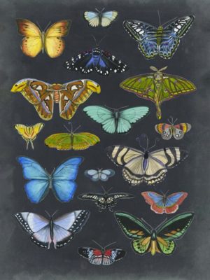 Butterfly Group II