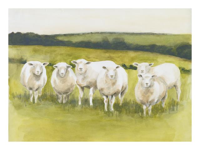 6 Sheep in Field