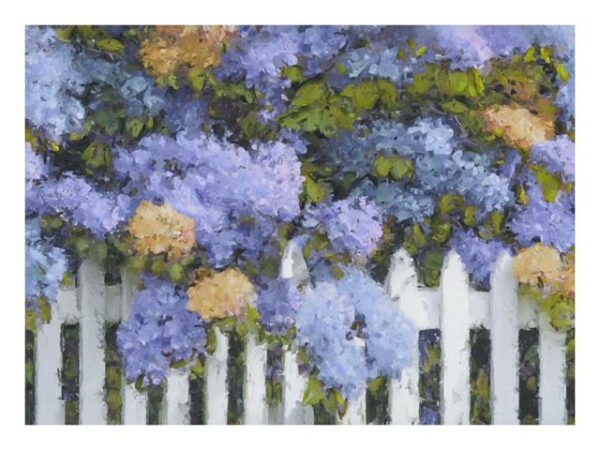 Hydrangeas with Fence