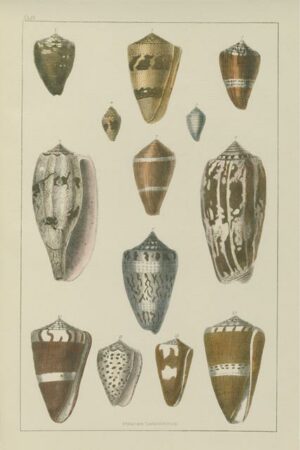 Shells Study I