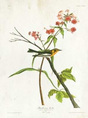 Audubon Blackburnian Warbler Antiqued