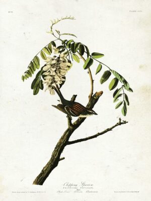 Audubon Chipping Sparrow Antiqued