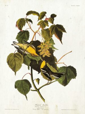 Audubon Hemlock Warbler Antiqued
