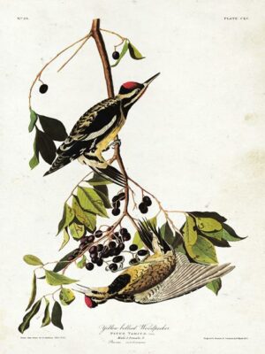 Audubon Yellow Bellied Woodpecker Antiqued