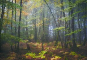 Forest with Ferns Photo