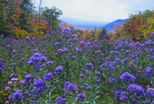 Purple Meadow Photo