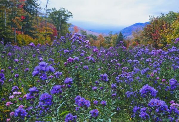 Purple Meadow Photo