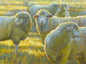 Sheep in Light-rectangle