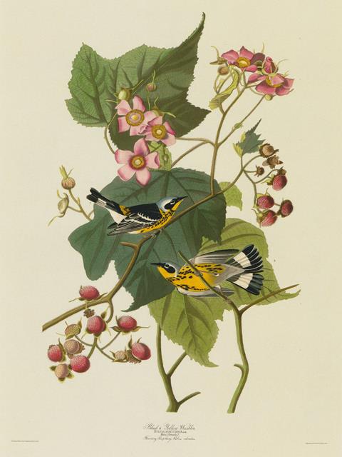 Audubon Black & Yellow Warblers