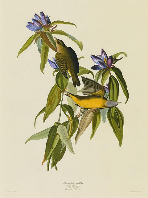 Audubon Connecticut Warbler