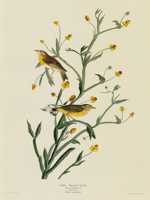 Audubon Yellow Red-Pole Warbler