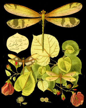 Pariti-Dragonfly