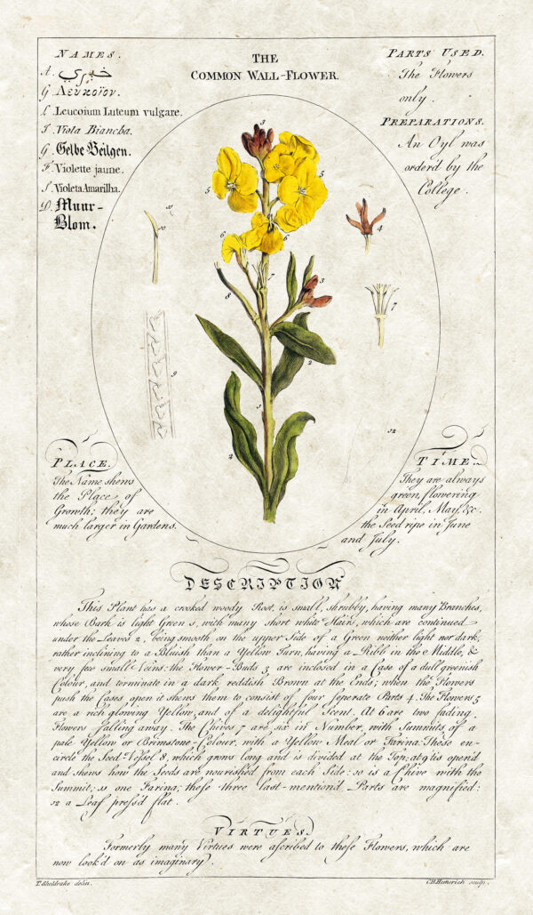 Circle Botanicals Common Wallflower