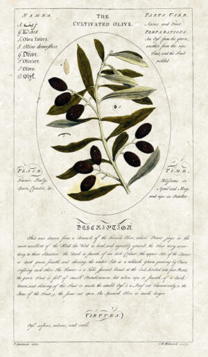 Circle Botanicals Cultivated Olive