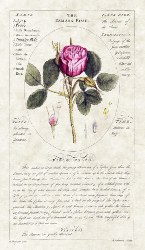 Circle Botanicals Damask Rose