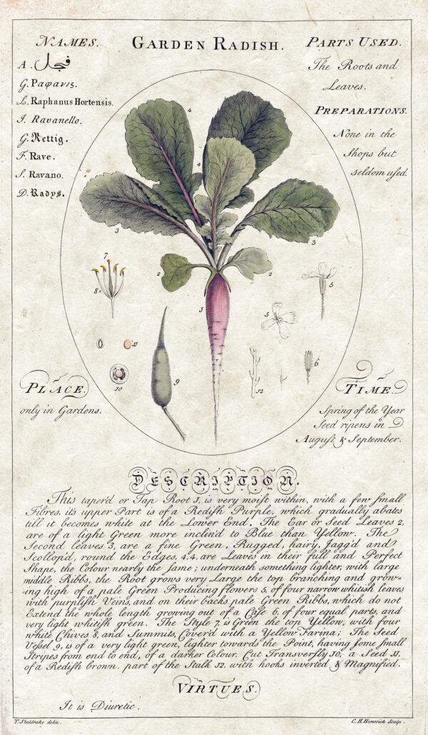 Circle Botanicals Garden Radish