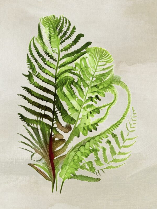 Watercolor Fern 7