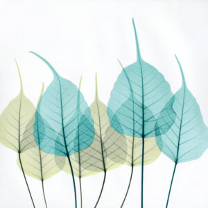 xray blue green leaves